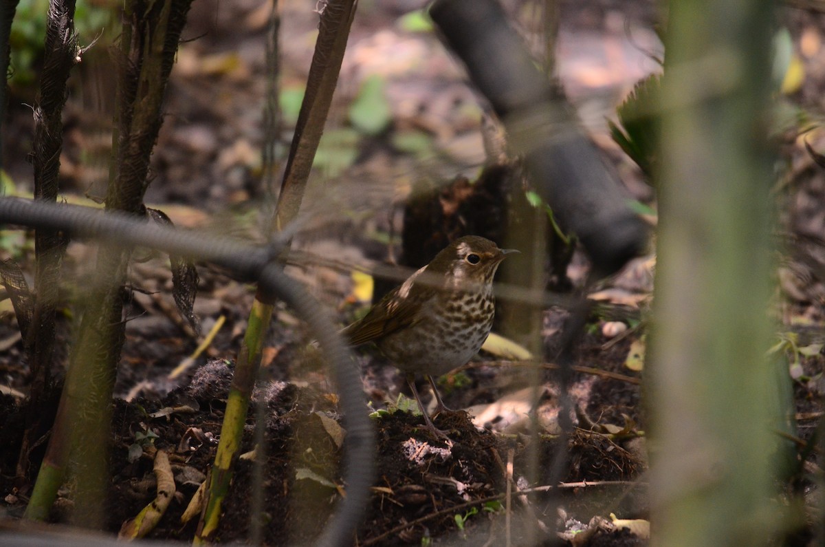 Swainson's Thrush - ML644653815