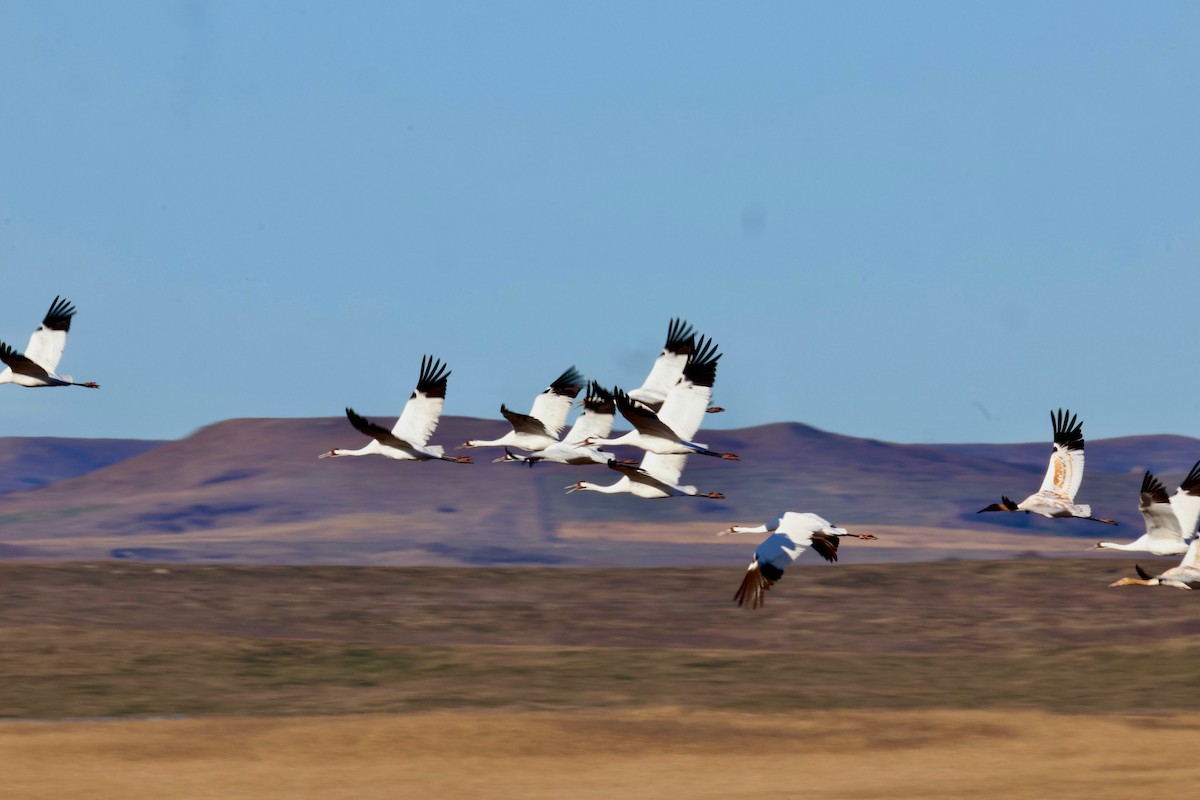 アメリカシロヅル - ML644653830