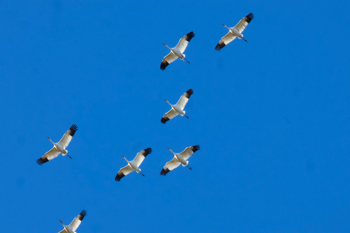 アメリカシロヅル - ML644653832