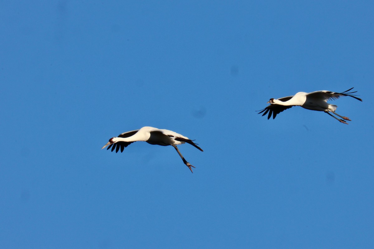 アメリカシロヅル - ML644653834