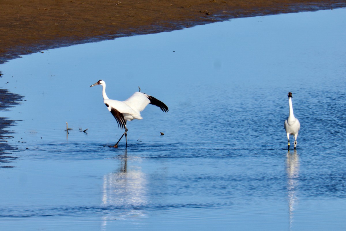 アメリカシロヅル - ML644653836