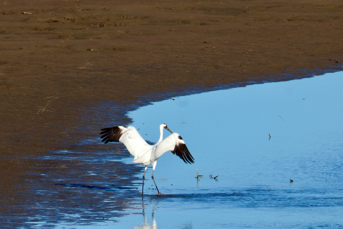 アメリカシロヅル - ML644653837