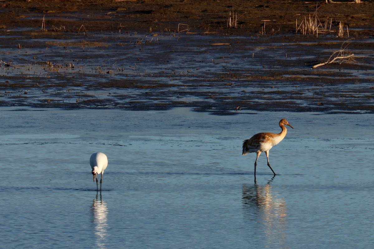 アメリカシロヅル - ML644653838