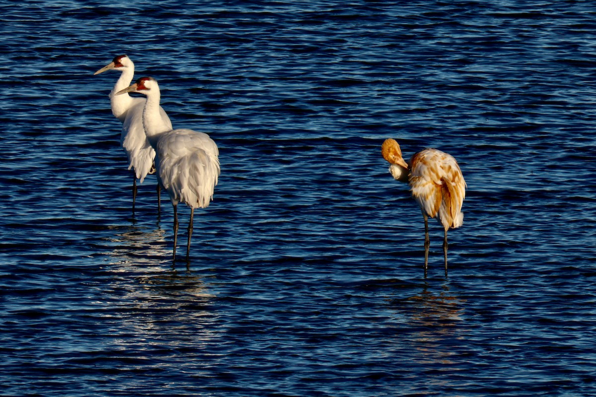 アメリカシロヅル - ML644653839