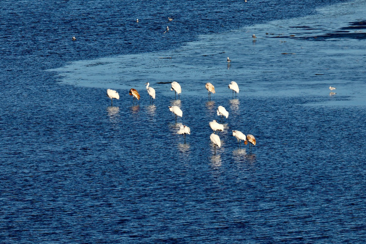 アメリカシロヅル - ML644653840