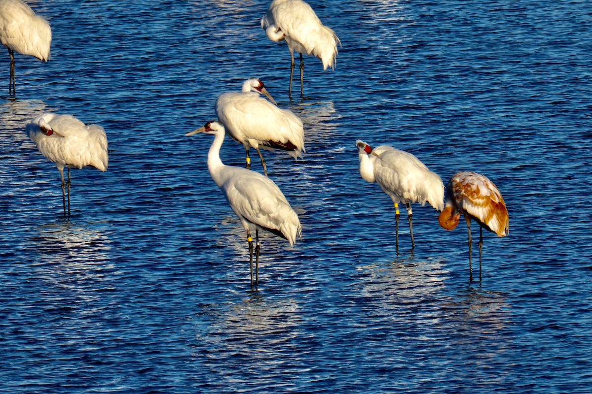 アメリカシロヅル - ML644653841