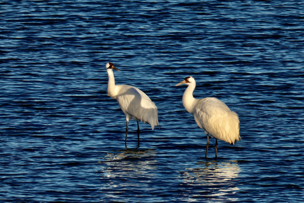 アメリカシロヅル - ML644653842