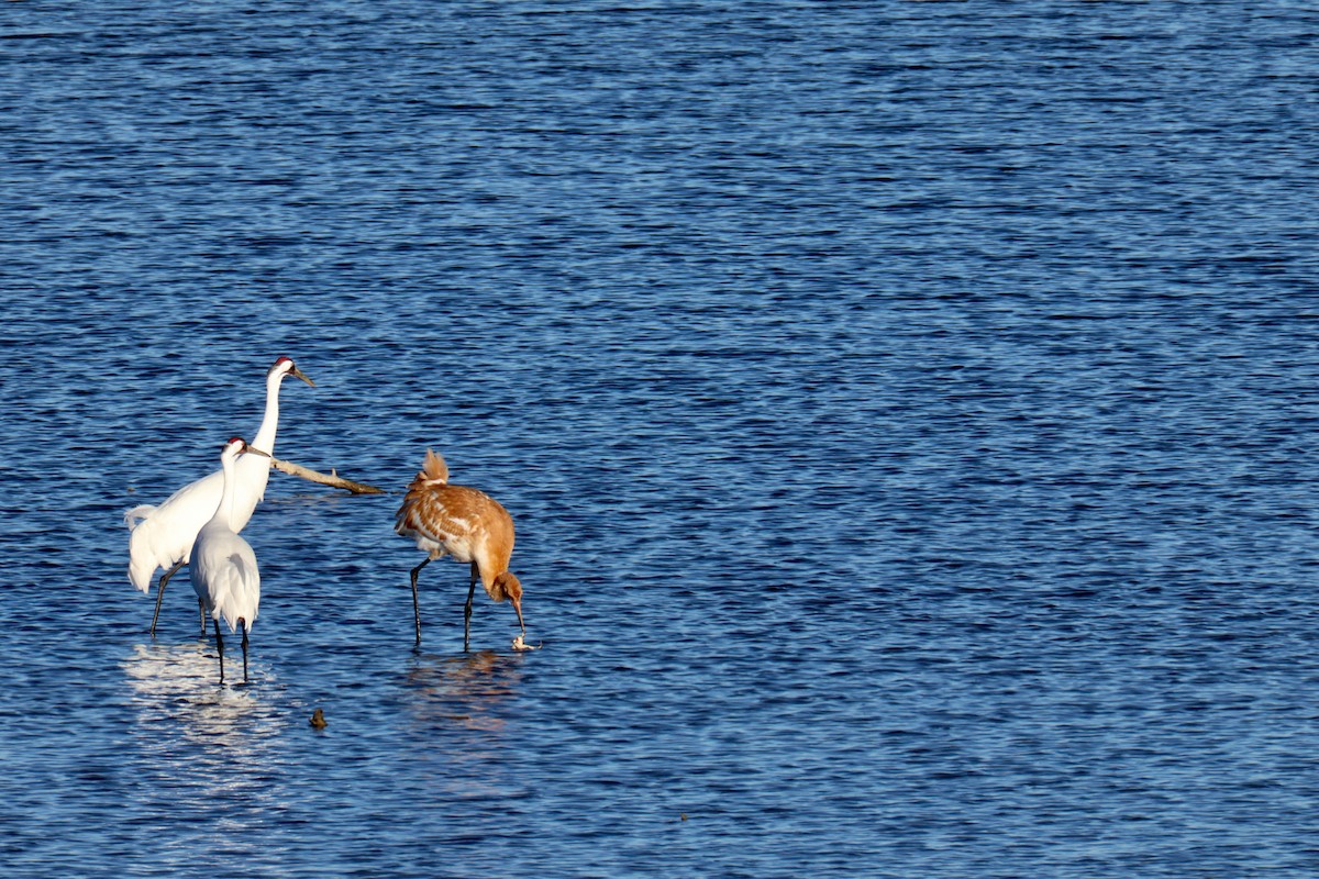 アメリカシロヅル - ML644653843