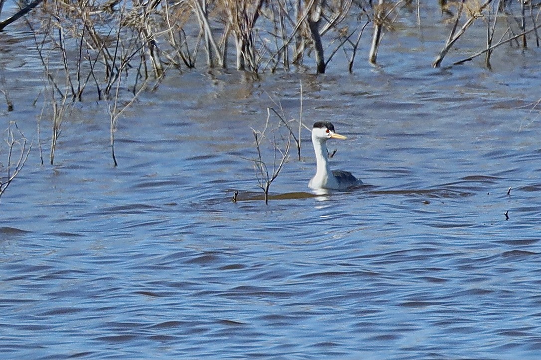 Clark's Grebe - ML644653844