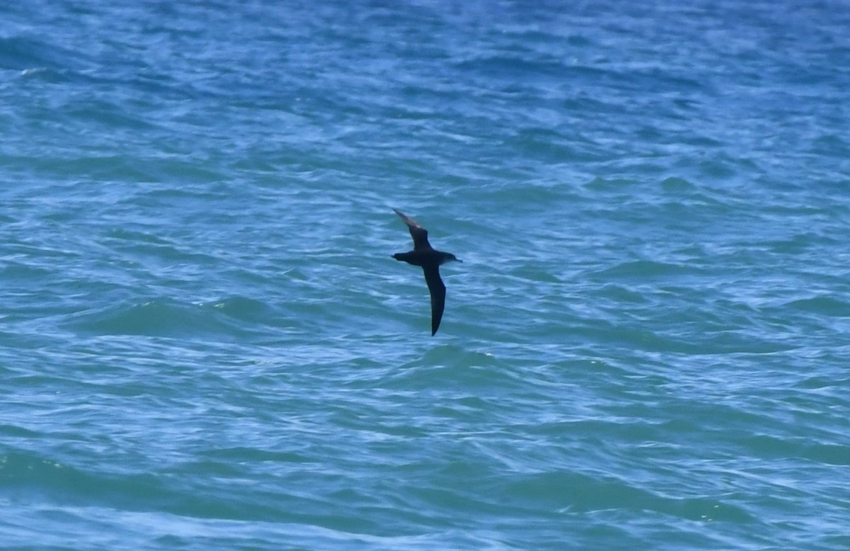 balearlire - ML644653847