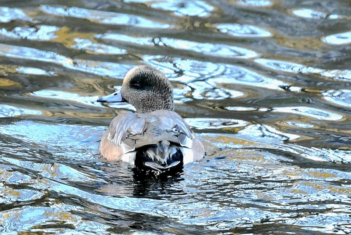 Свищ американський - ML644653848