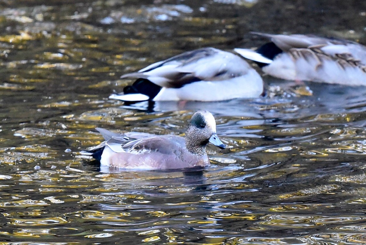 Свищ американський - ML644653849