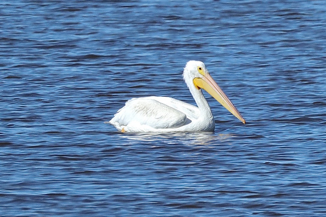 American White Pelican - ML644653852