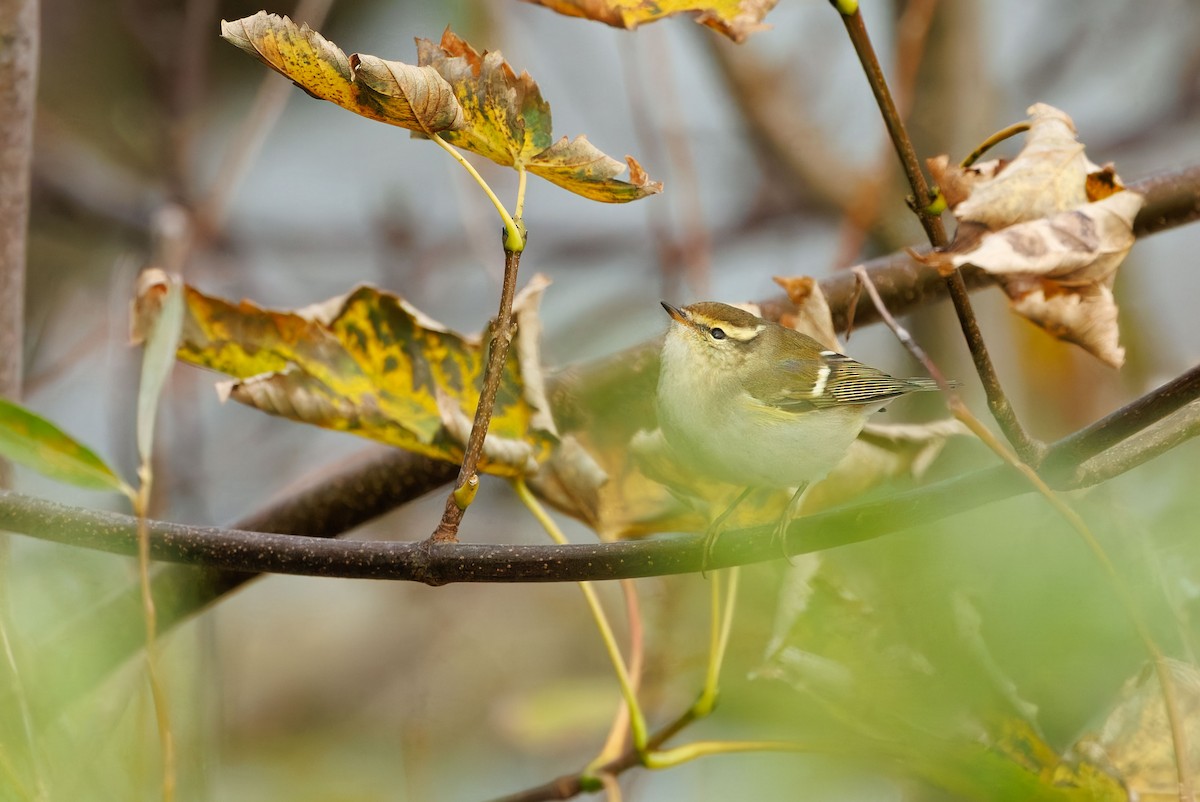 Yellow-browed Warbler - ML644653853
