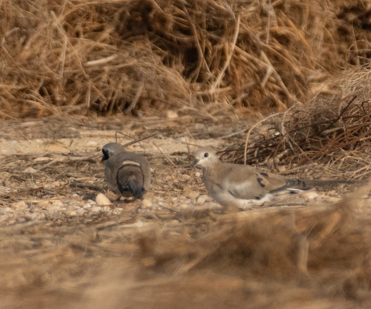 Namaqua Dove - ML644653857