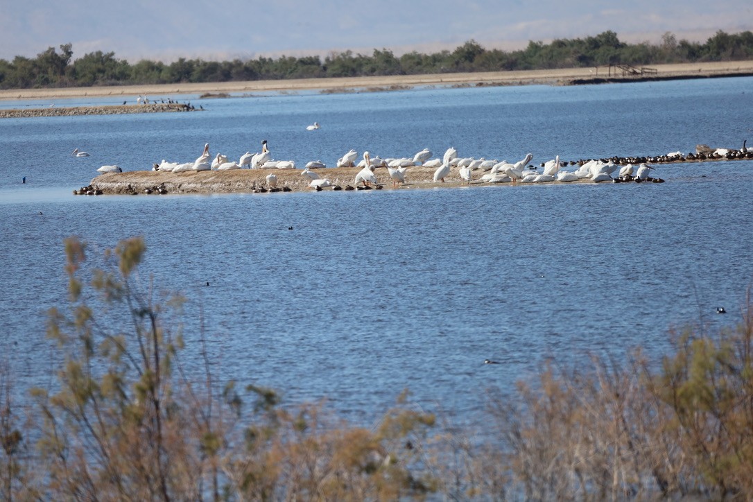 American White Pelican - ML644653858