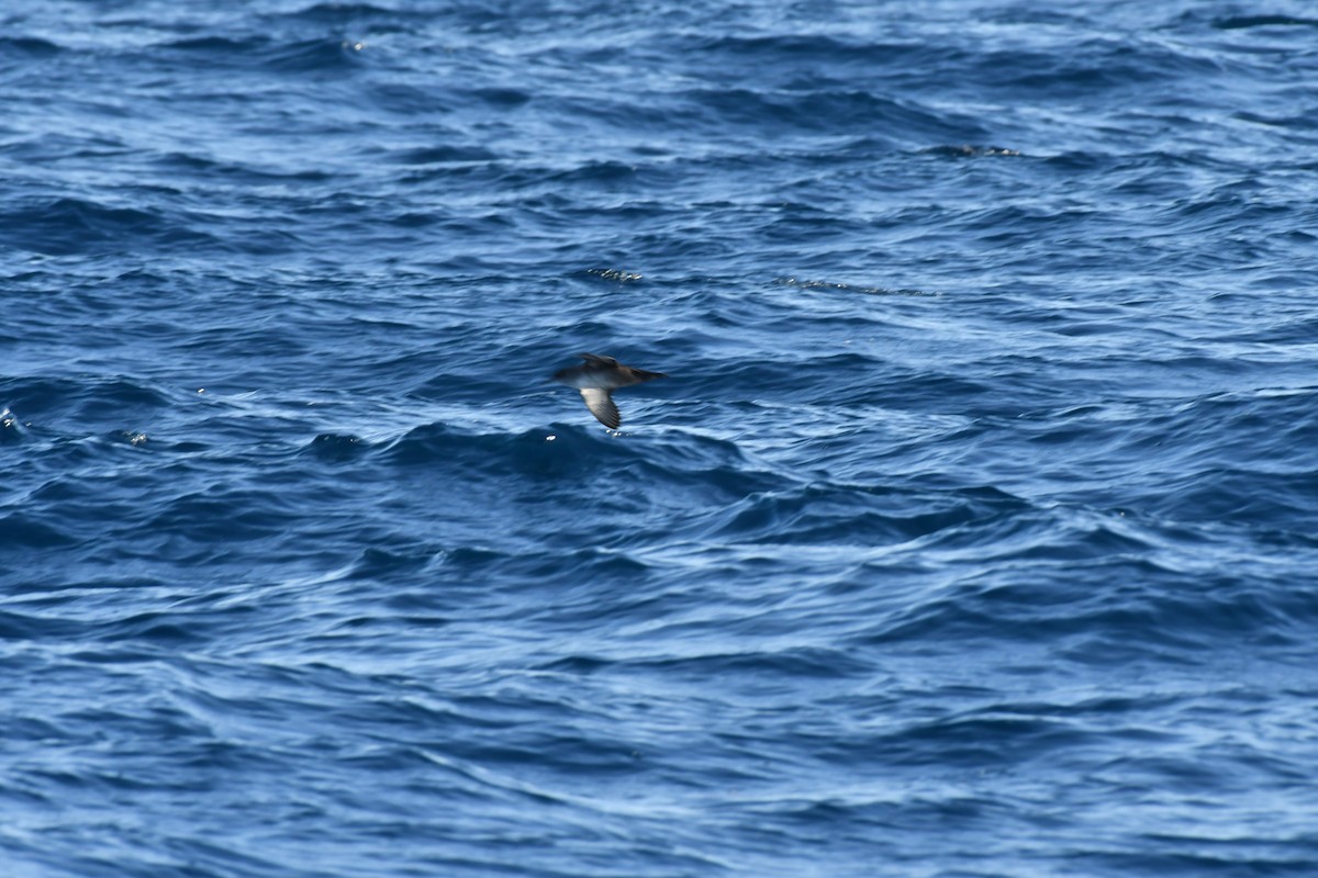 balearlire - ML644653859