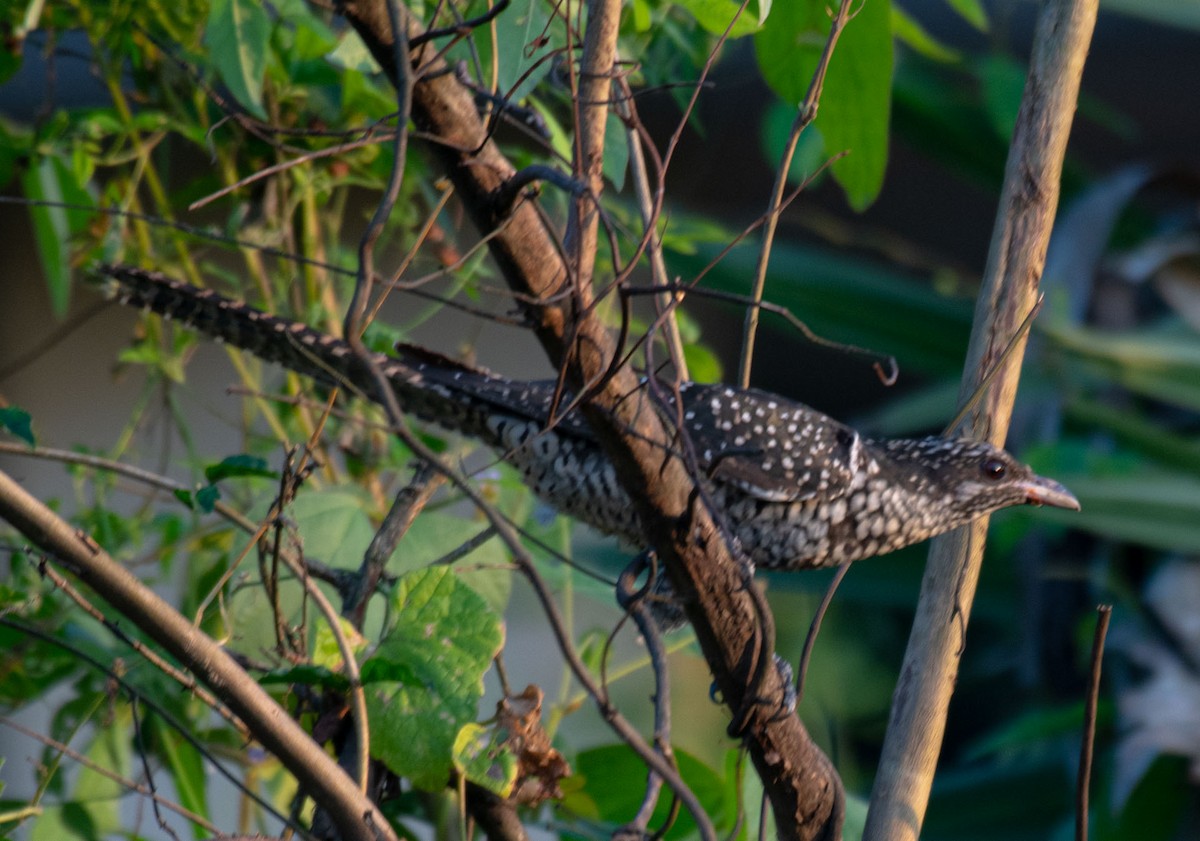 Asian Koel - ML644653860