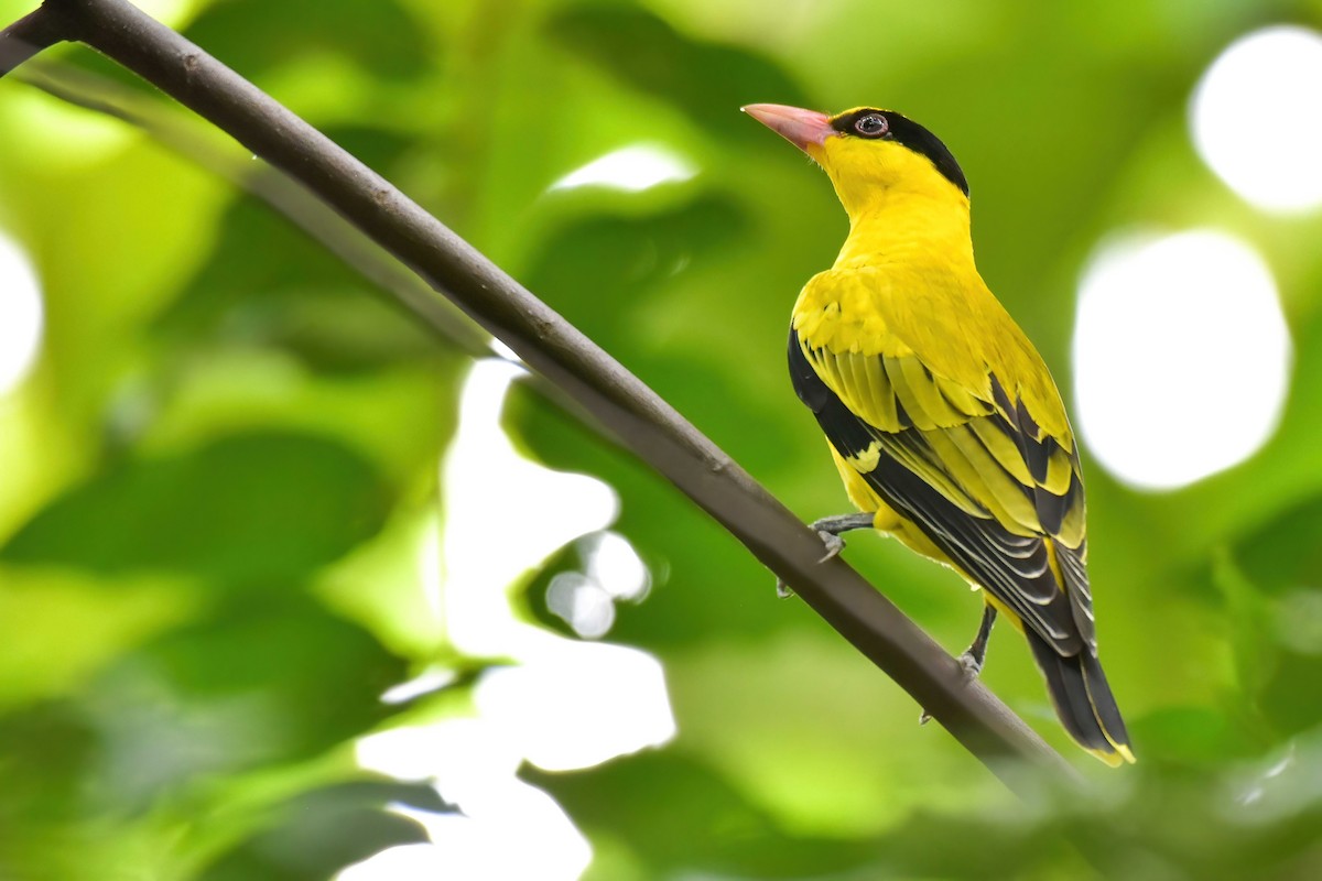 Black-naped Oriole (East Asian) - ML644653861