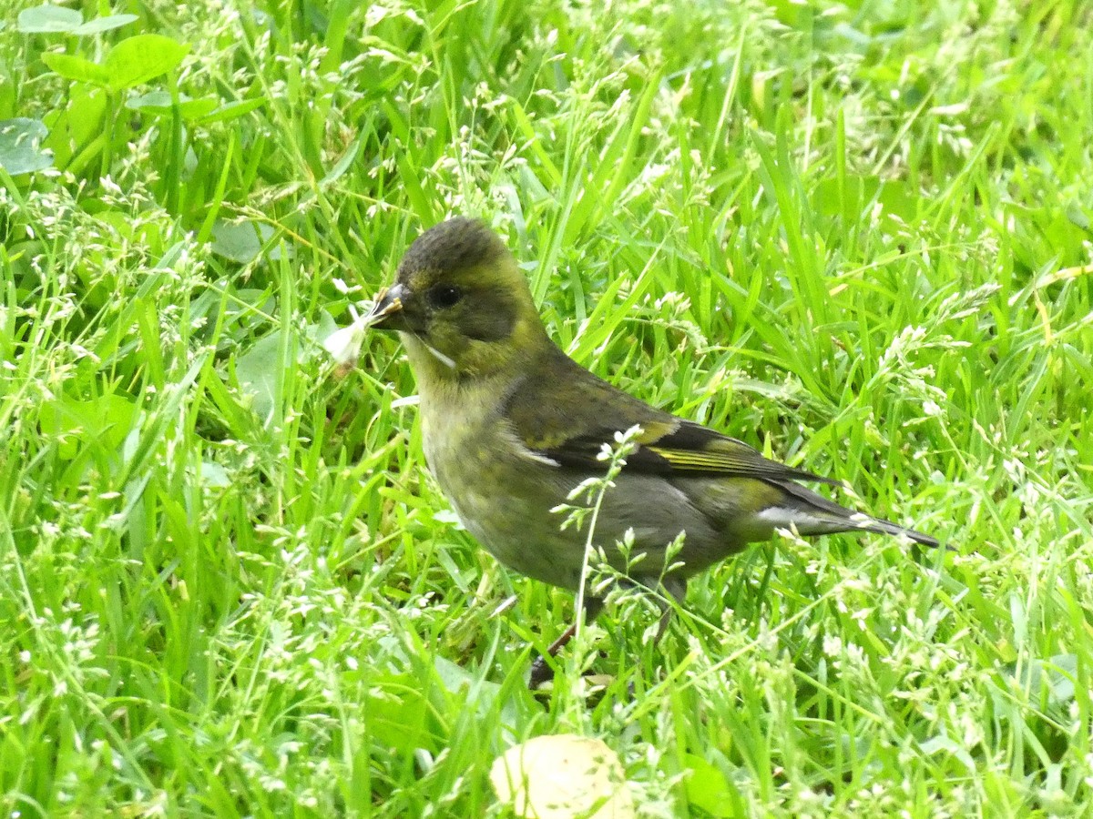 Black-chinned Siskin - ML644653862