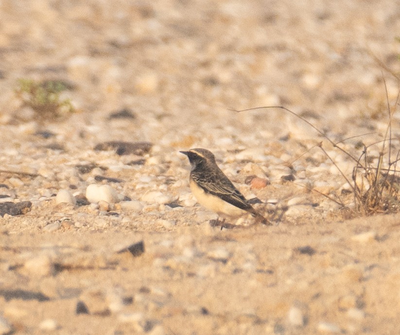 Monachella dorsonero - ML644653875