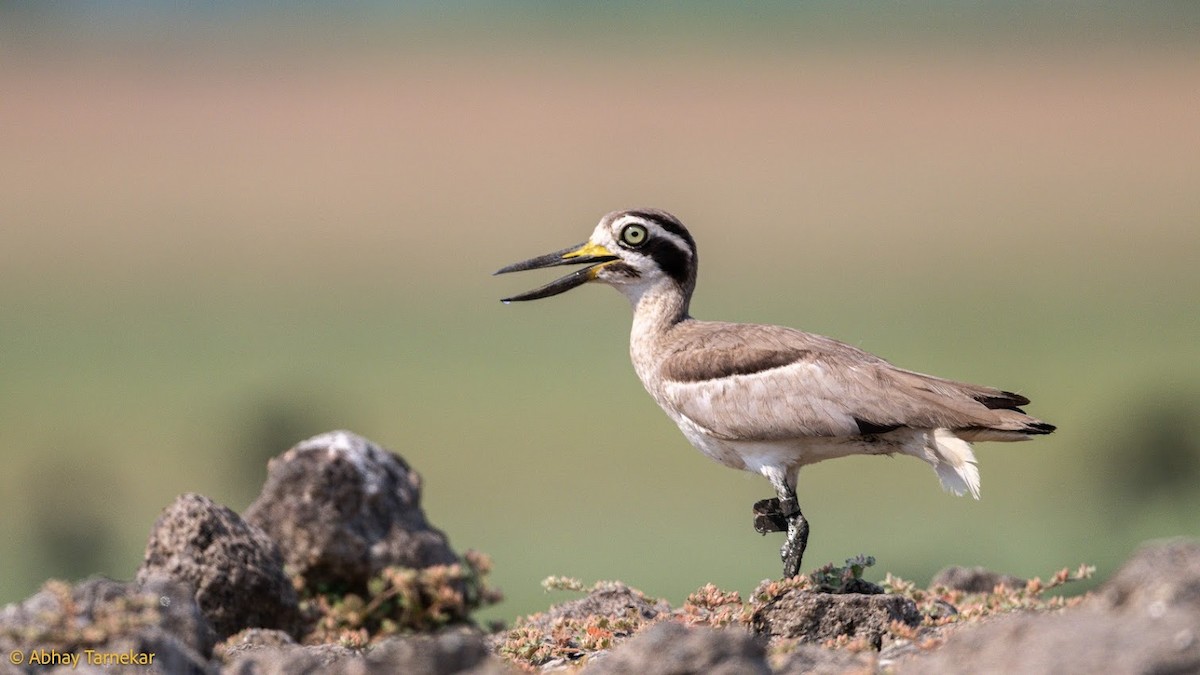 Grand Oedicnème - ML644653878