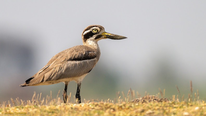 Grand Oedicnème - ML644653879