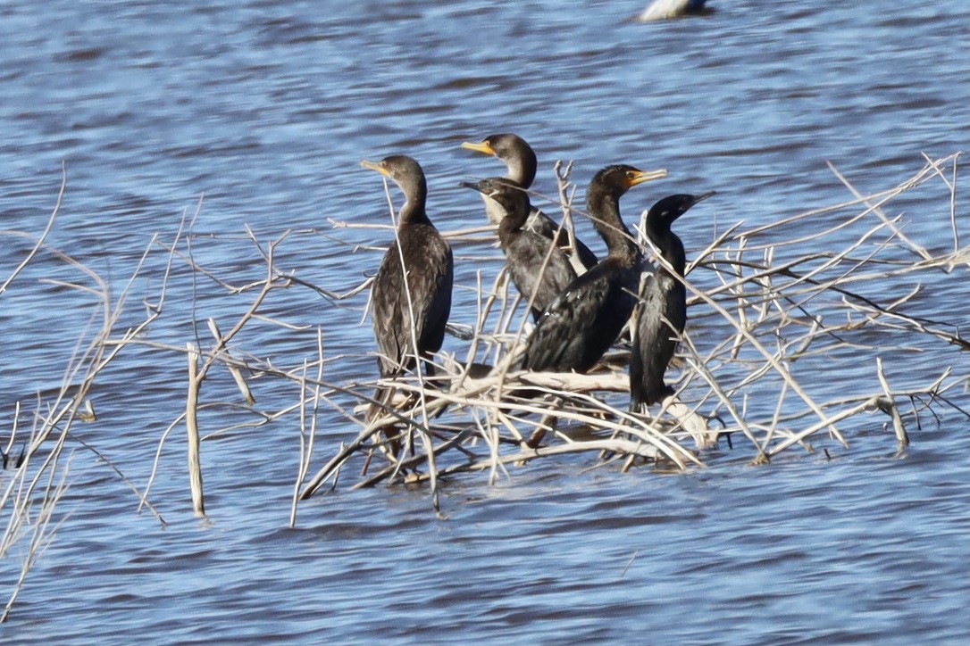 Neotropic Cormorant - ML644653888