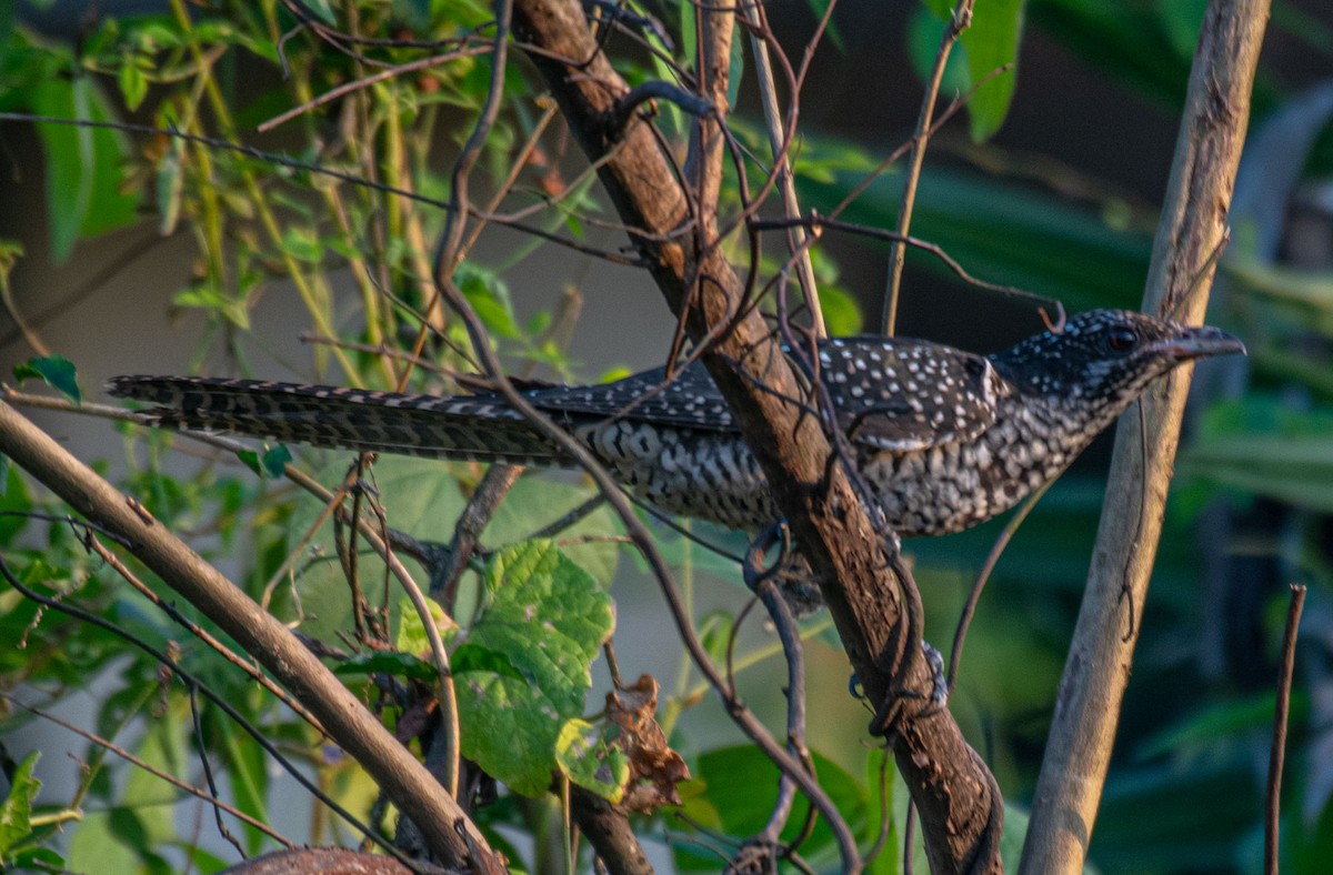 Asian Koel - ML644653889
