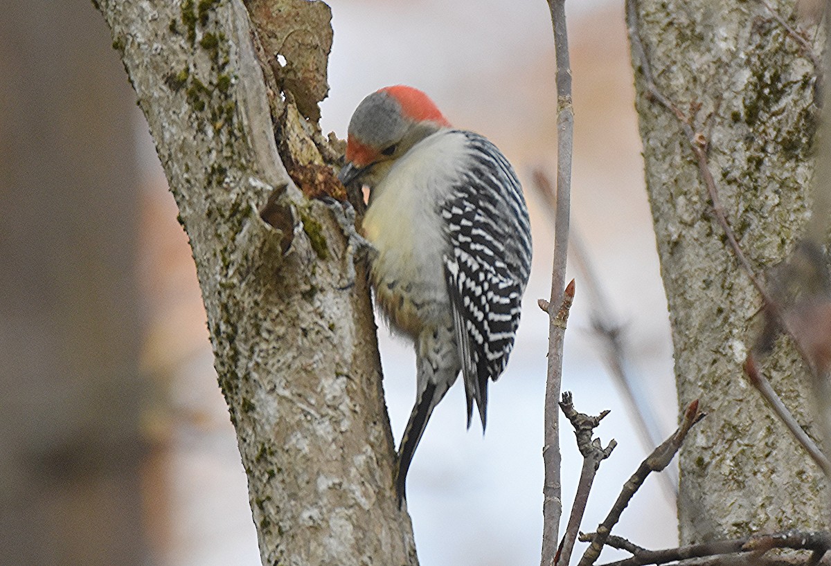 Pic à ventre roux - ML644653894