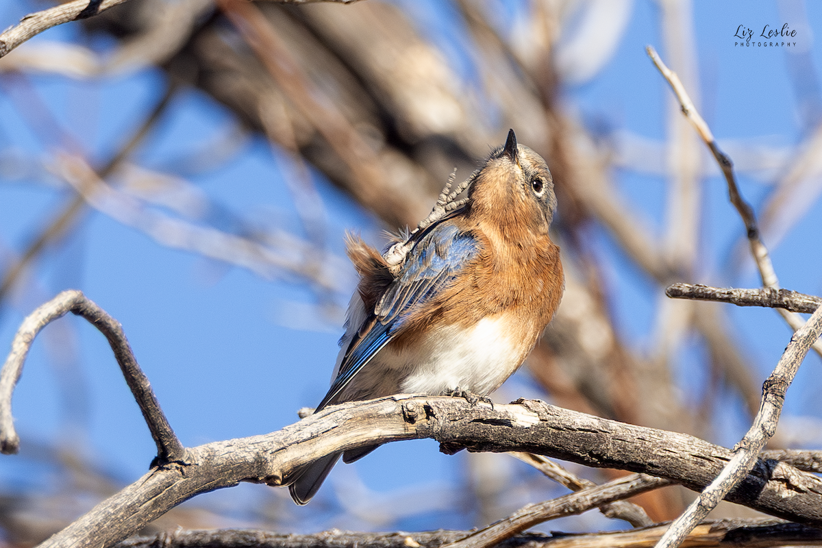 Rotkehl-Hüttensänger - ML644653897