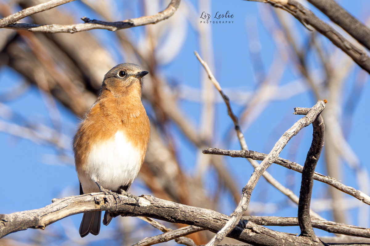 Rotkehl-Hüttensänger - ML644653898