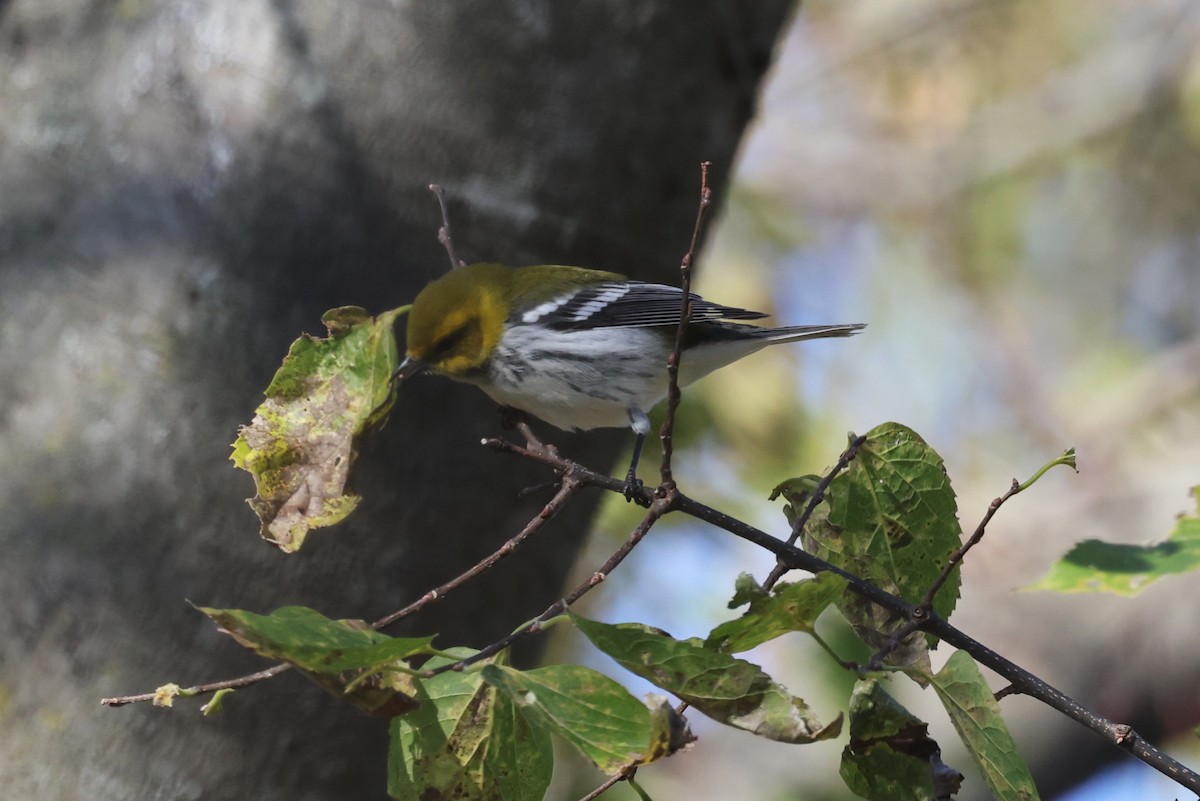 Black-throated Green Warbler - ML644653903