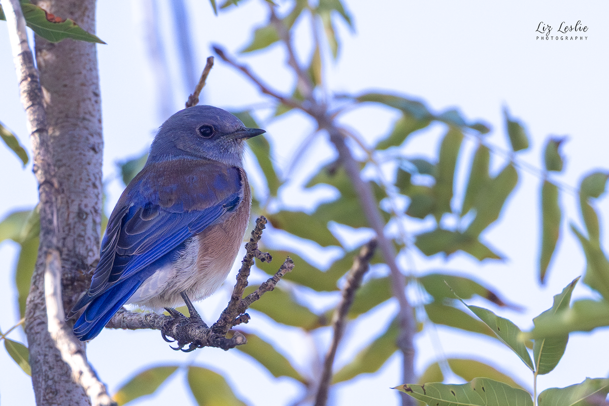 Blaukehl-Hüttensänger - ML644653904
