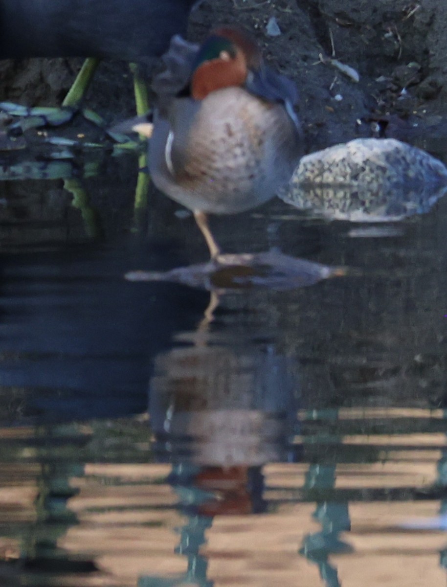 krikkand - ML644653907