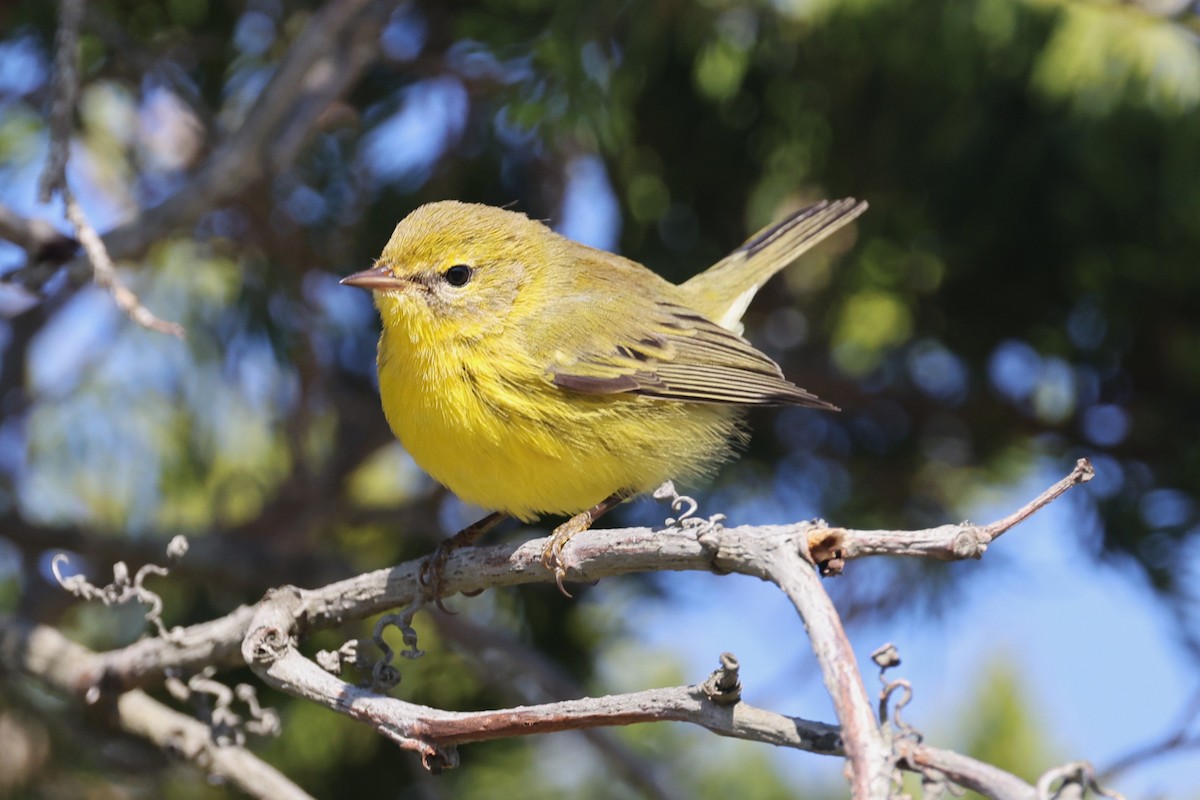 Prairie Warbler - ML644653914
