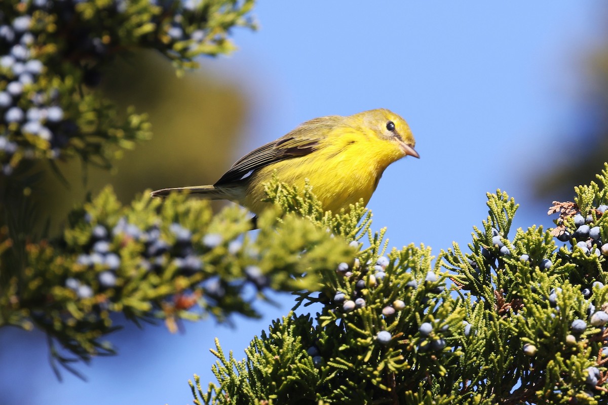 Prairie Warbler - ML644653915