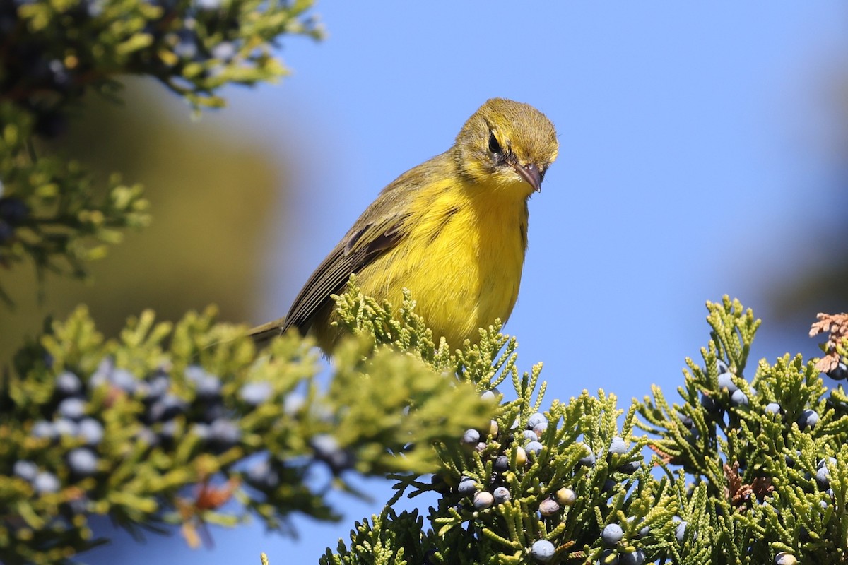 Prairie Warbler - ML644653916