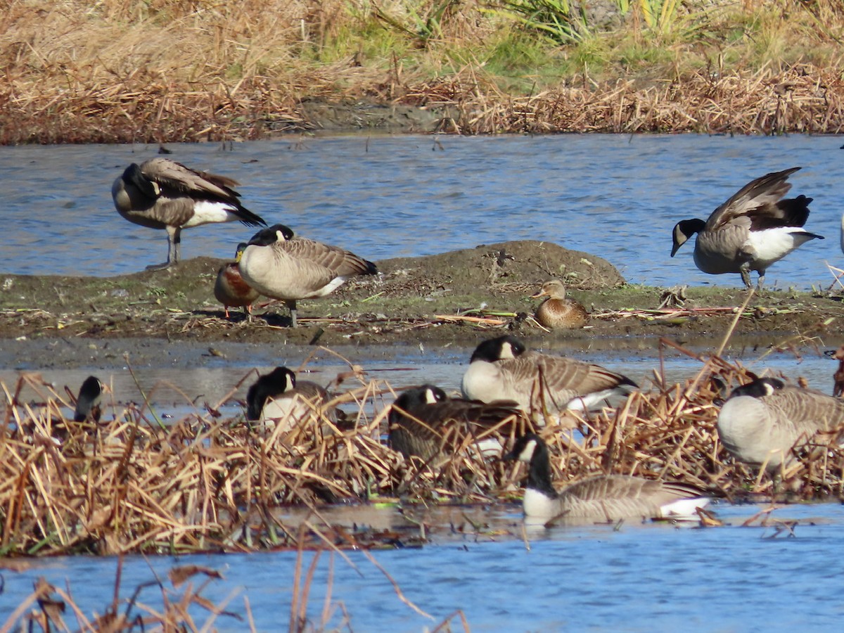 Kanadagans - ML644653917