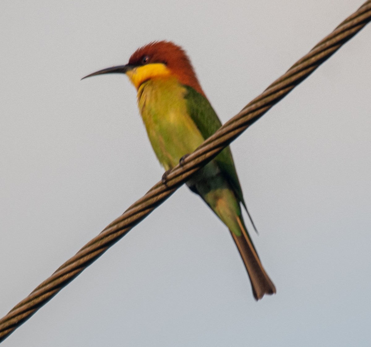 Chestnut-headed Bee-eater - ML644653918