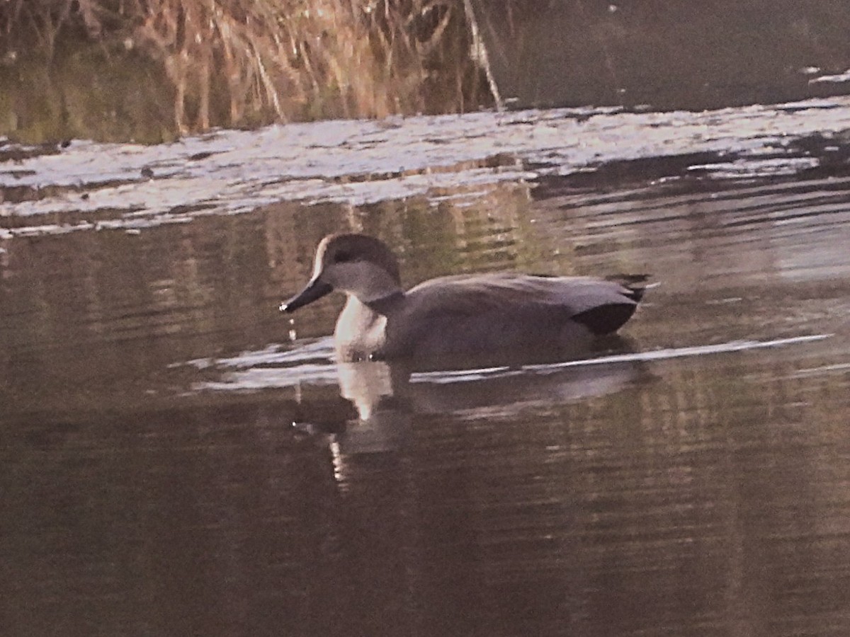 Gadwall - ML644653921