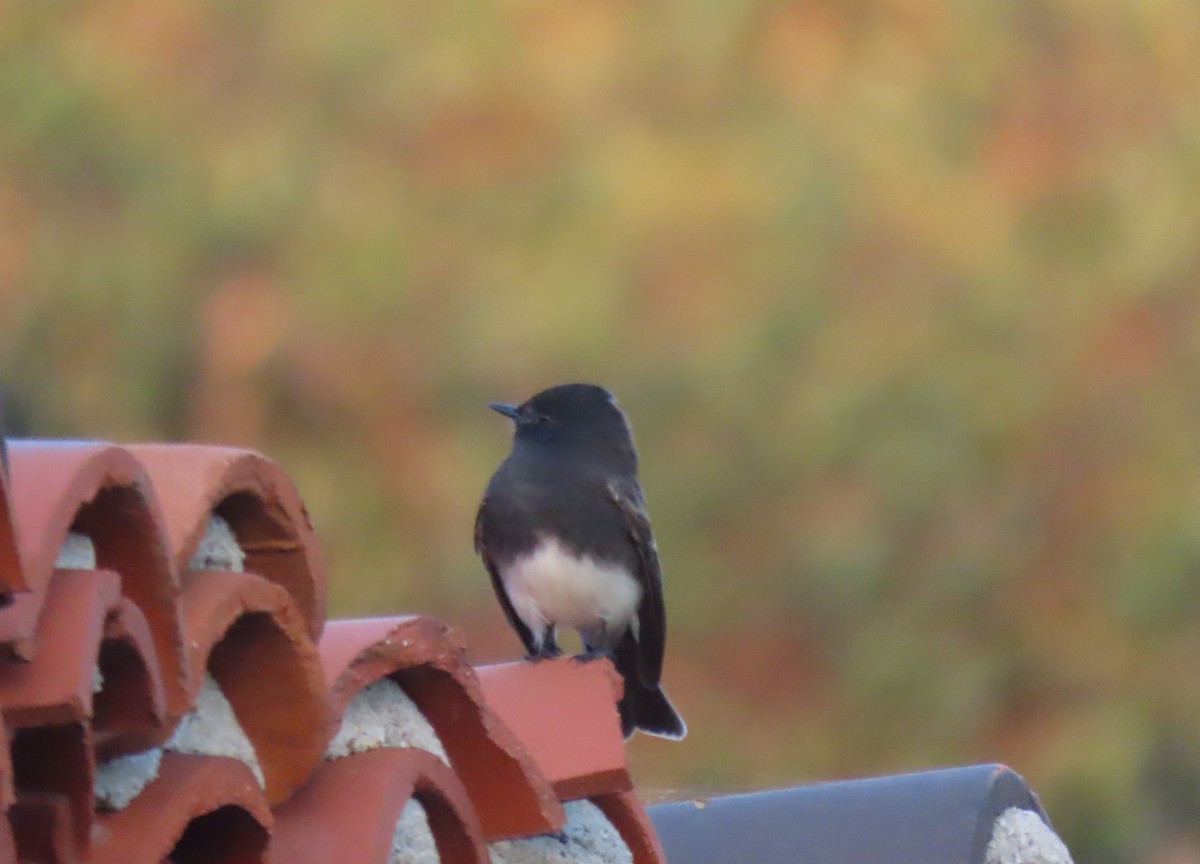 svartfibi - ML644653923