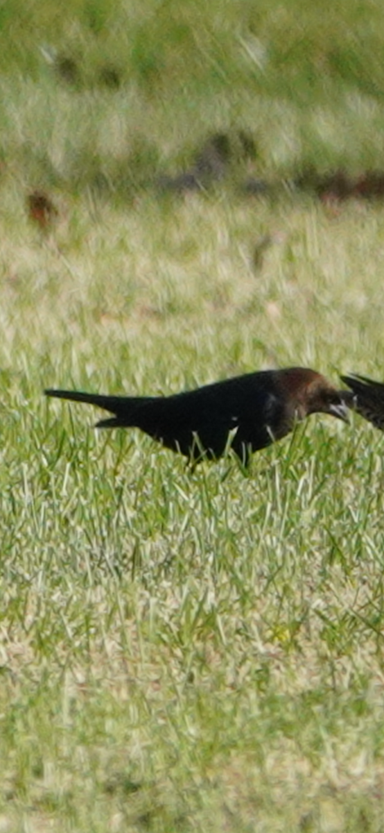 Braunkopf-Kuhstärling - ML644653926