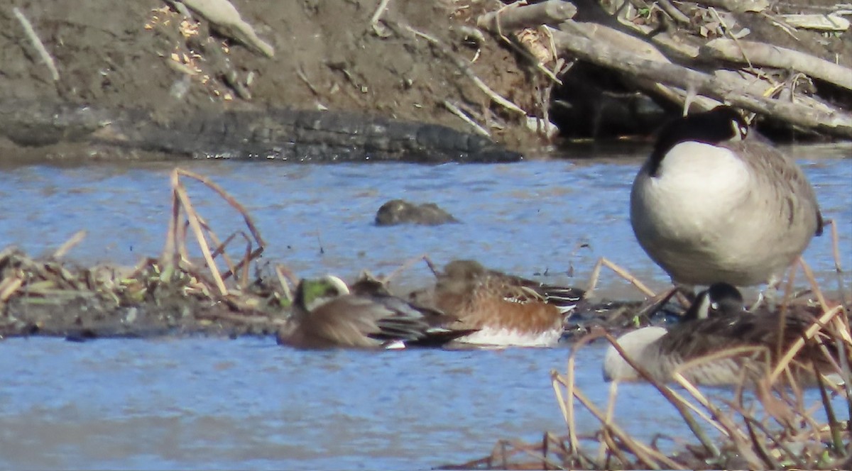 Свищ американський - ML644653929