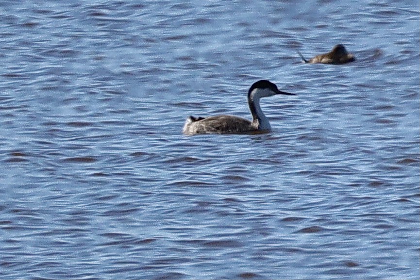 Western Grebe - ML644653936