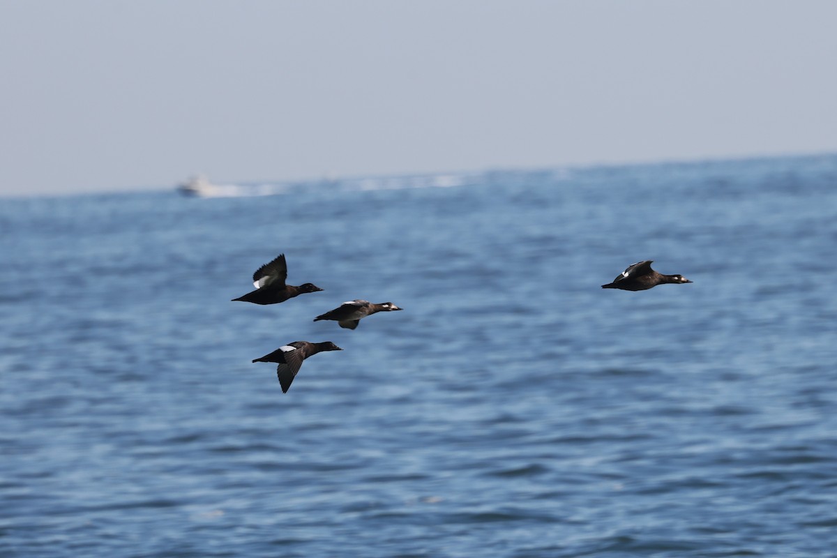 White-winged Scoter - ML644653937