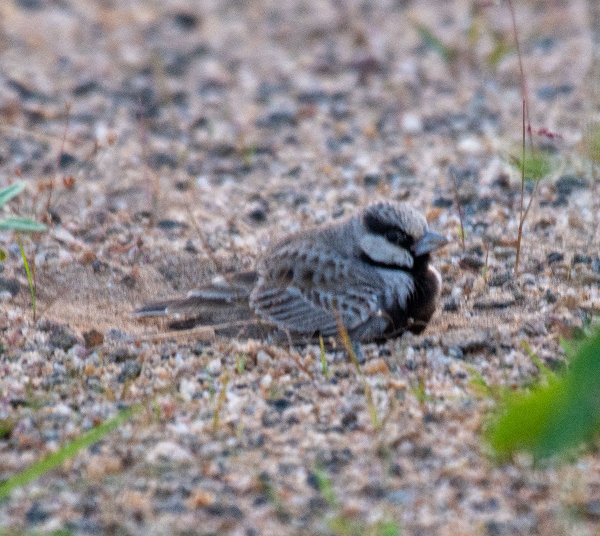 Ashy-crowned Sparrow-Lark - ML644653938