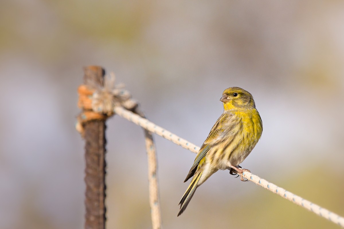 Girlitz - ML644653942