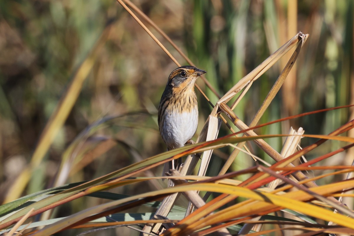 Saltmarsh Sparrow - ML644653944