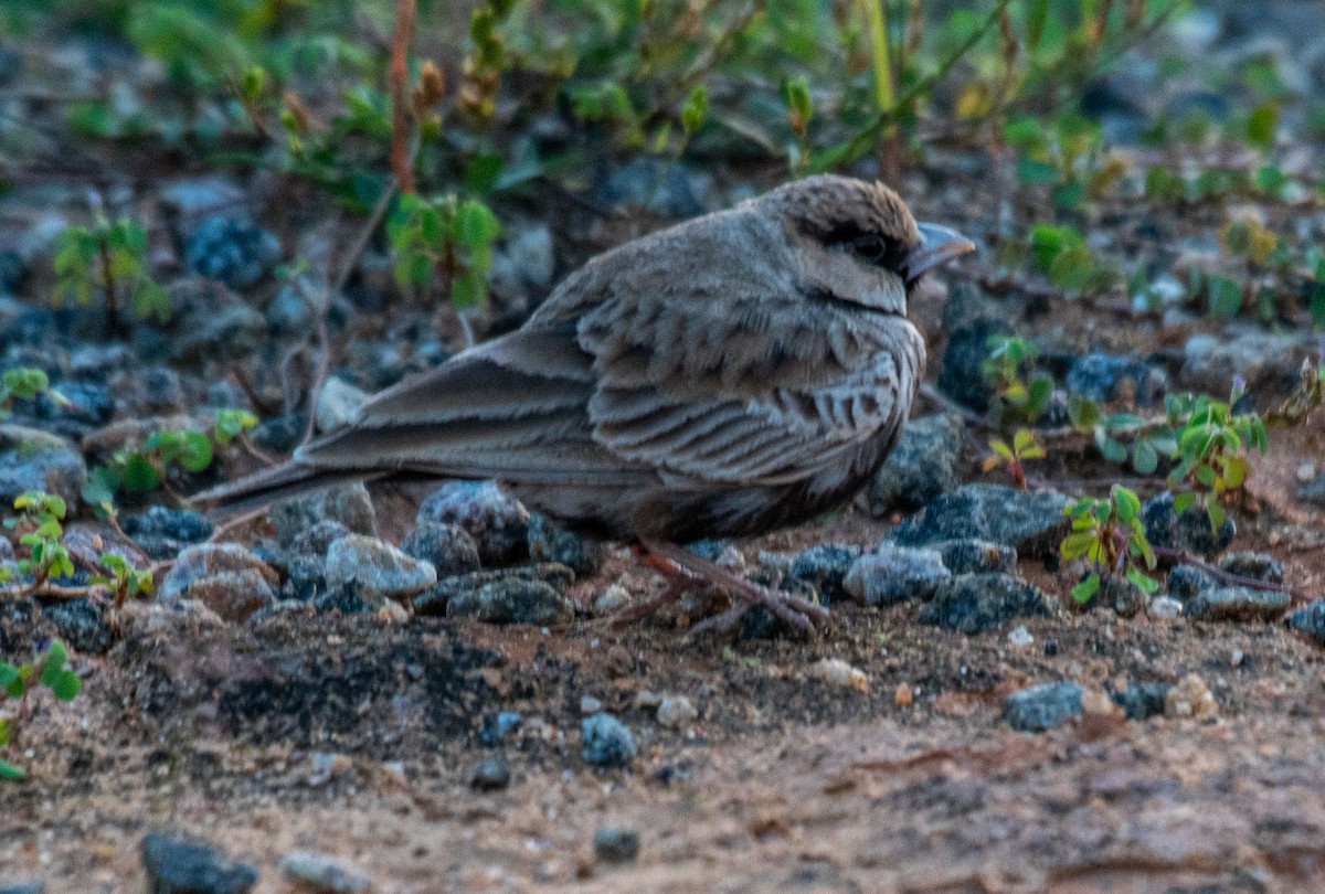Ashy-crowned Sparrow-Lark - ML644653946